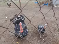 Turkeys — Foto 2