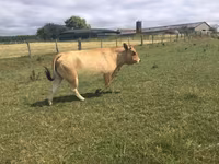 Сиыр, Partenaise cattle — 3-сурет