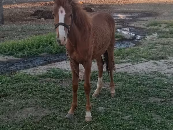 Hengst, Azerbaijan horse