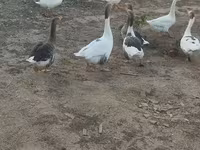 Geese — 6-rasm