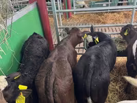 ثور, Simmental cattle — الصورة 5