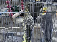 Nimfa (Cockatiel) cütlüyü və qəfəs dəsti - Növ: Nimfa tutuquşusu — photo 2