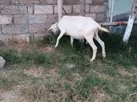 Echki, Saanen goat — 1-rasm