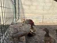 Domestic Muscovy — photo 3