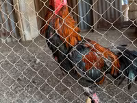 Chickens — foto 1