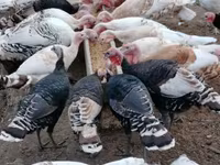 Turkeys — foto 6