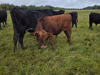 Bull, Aberdeen-Angus — photo 3