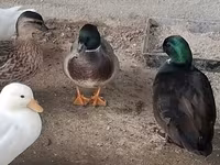 Ducks — الصورة 1