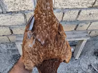 Guinea fowl — foto 7