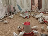 Chickens — Foto 1