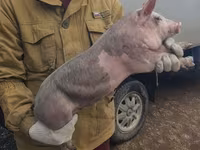 Қабан, Шошқалар — 7-сурет