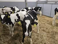 Bulle, Russian Black pied cattle — Foto 4
