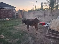 Buğa, Alatau irqi — foto 6
