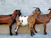 Ziege, Nubian Goat — Foto 3