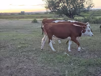Cow, Kazakh White-headed cow — photo 2