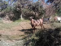 Keçilər (partiya, cinsi göstərilməyib), Beetal goats — foto 2