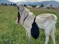 Ziegenbock, Gulabi goats — Foto 4