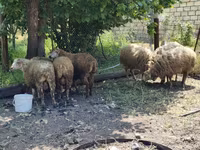 Qoç, Qoyunlar — foto 4
