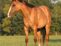 Stute, Quarter Horse — Foto 3
