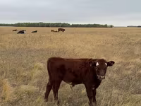 Vaca, Ganado vacuno — foto 6