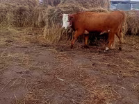 بقرة, Simmental cattle — الصورة 2