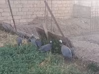 بيرل غري — الصورة 3