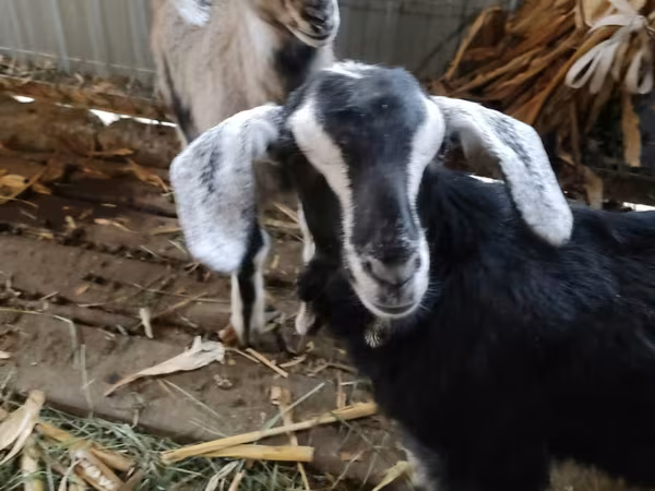 公山羊, Alpine goat