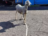كبش, Edilbay sheep — الصورة 1