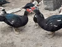 Ducks — foto 1