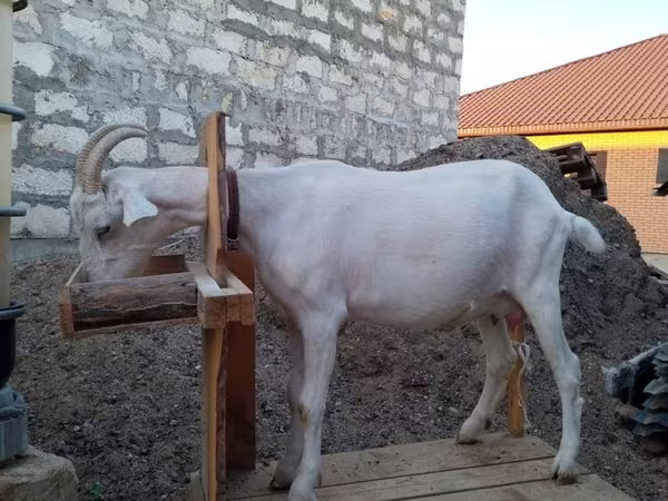 母山羊, Saanen goat