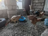 Chickens — foto 2