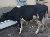 गाय, गोलस्टीन नस्ल — फ़ोटो 1