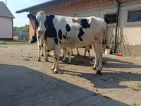 Kuh, Holstein-Rasse — Foto 5