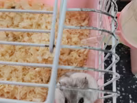 Cırtdan hamsterlər – qəfəs və aksesuarları ilə Məhsul təsviri: - — foto 1