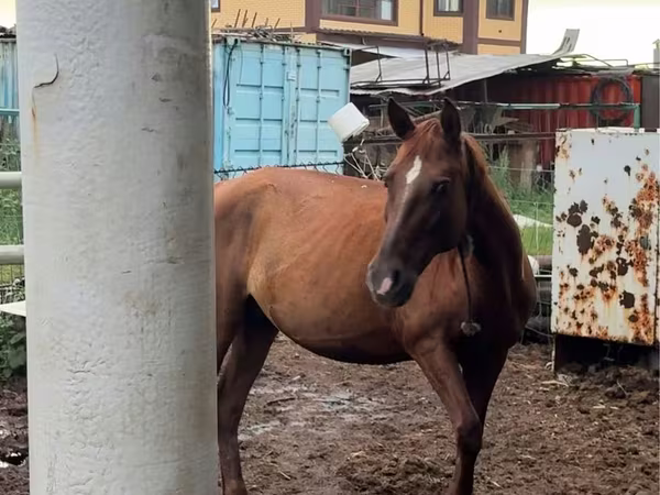 Кобила, Thoroughbred horse