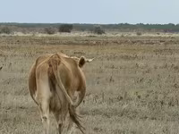 Kuh, Latvian Blue cattle — Foto 5