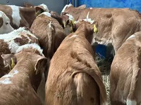 Rinder (Partie, Geschlecht nicht angegeben), Russian Black pied cattle — Foto 7
