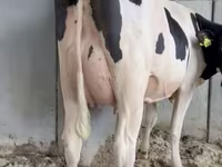 Cow, Holstein breed — photo 1