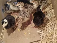 Turkeys — Foto 2