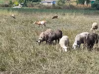 母羊, Romanov sheep — 照片 4