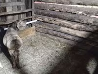 मेढ़ा, Arashan sheep — फ़ोटो 1