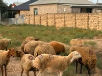 نعجة, Apsheron sheep — الصورة 7
