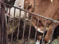 Buqa, Simmental cattle — 2-rasm