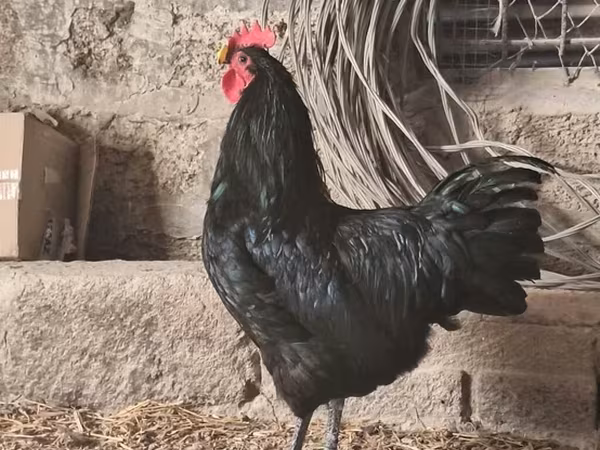 أوسترالورب