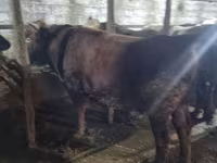 公牛, Cattle — 照片 4
