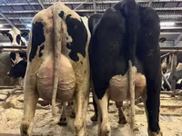Cow, Holstein breed — photo 1