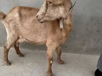 Ziege, Alpine goat — Foto 4