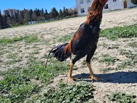 Chickens — Foto 1