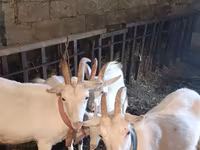 Echki, Echkilar — 1-rasm