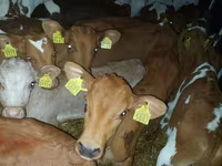 Bulle, Simmental cattle — Foto 4
